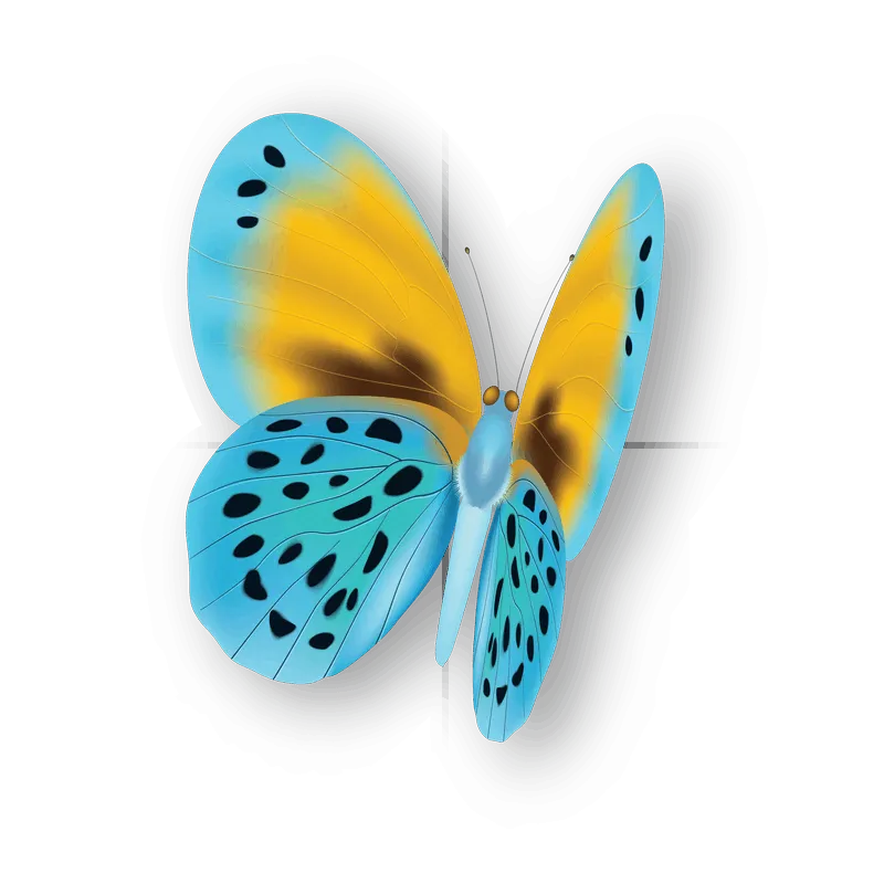 butterfly png, butterfly png