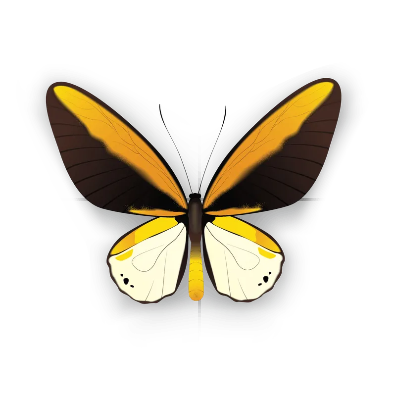 butterfly png, butterfly png