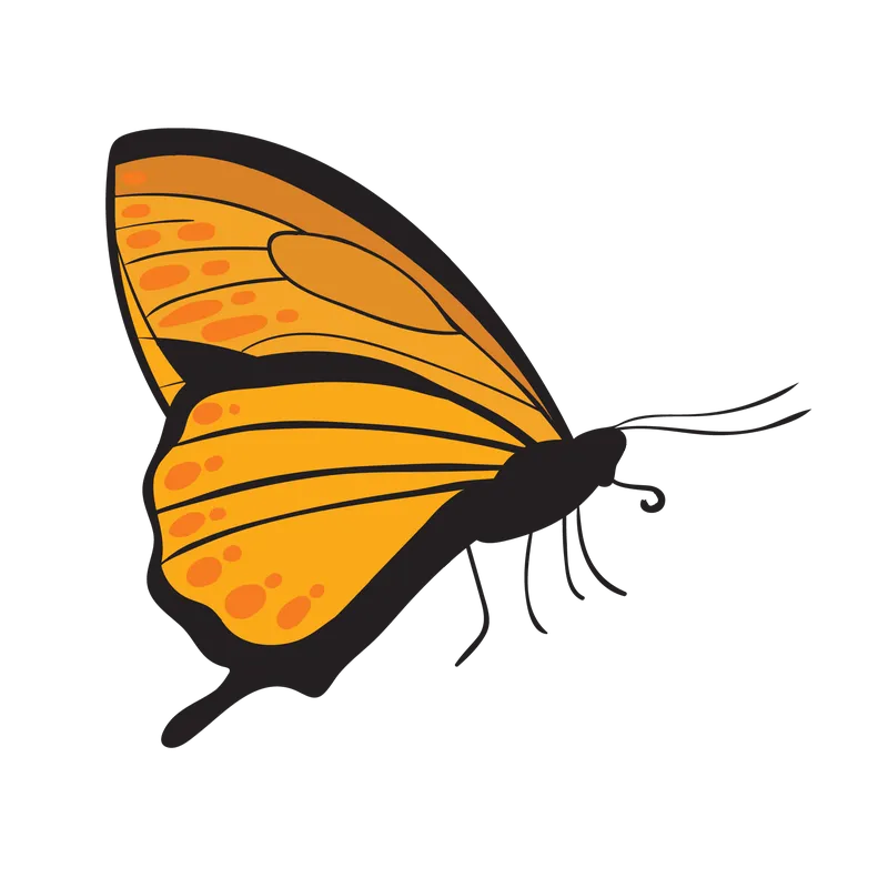butterfly png, butterfly png
