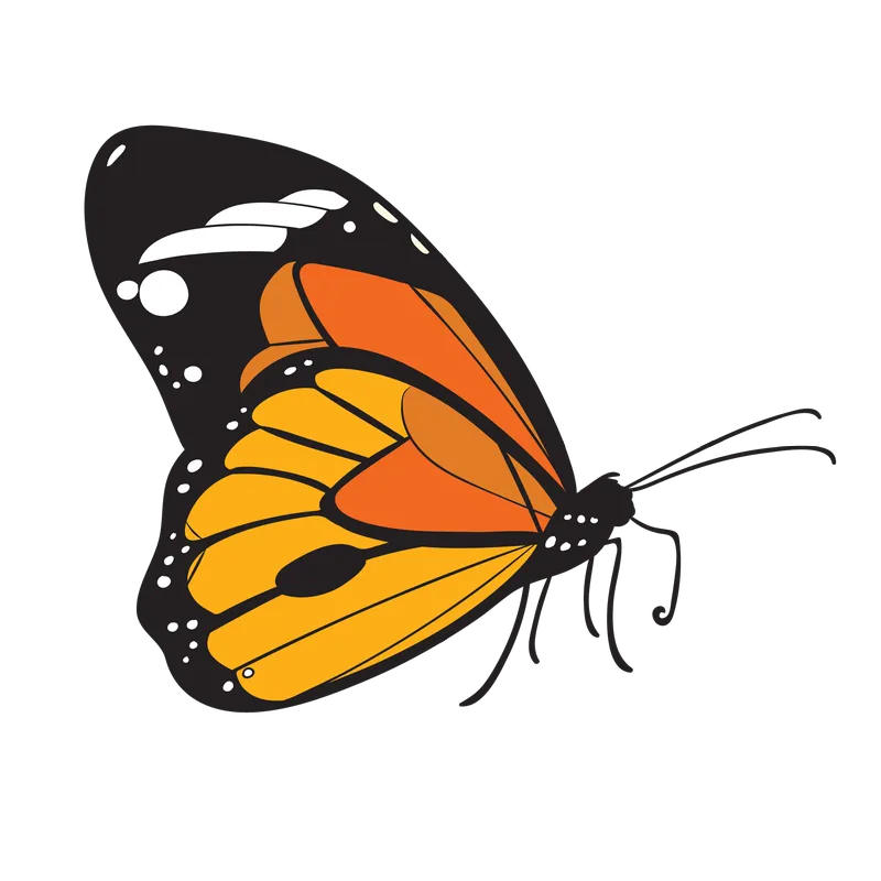 butterfly png, butterfly png