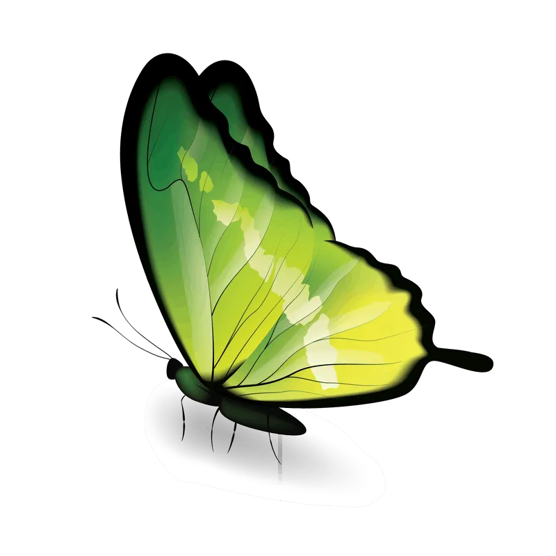 butterfly png, butterfly png