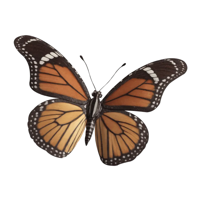 butterfly png, butterfly png