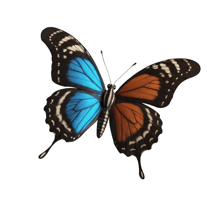 butterfly png, butterfly png