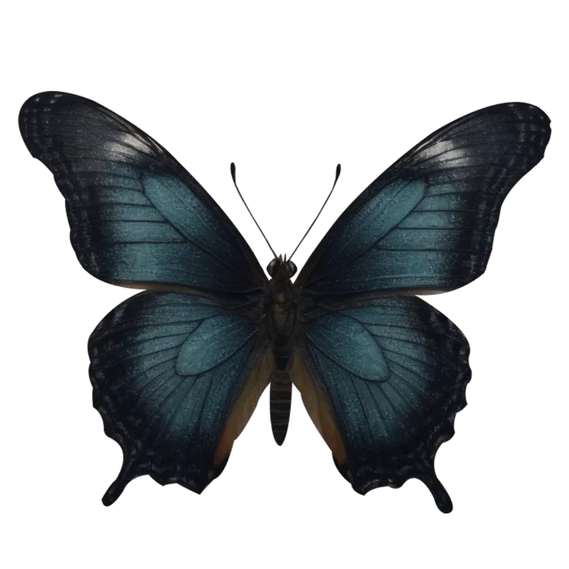 butterfly png, butterfly png