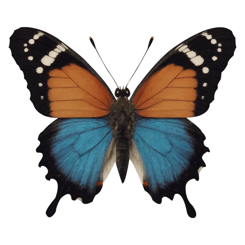 butterfly png, butterfly png