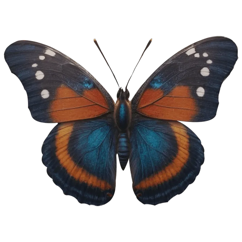 butterfly png, butterfly png