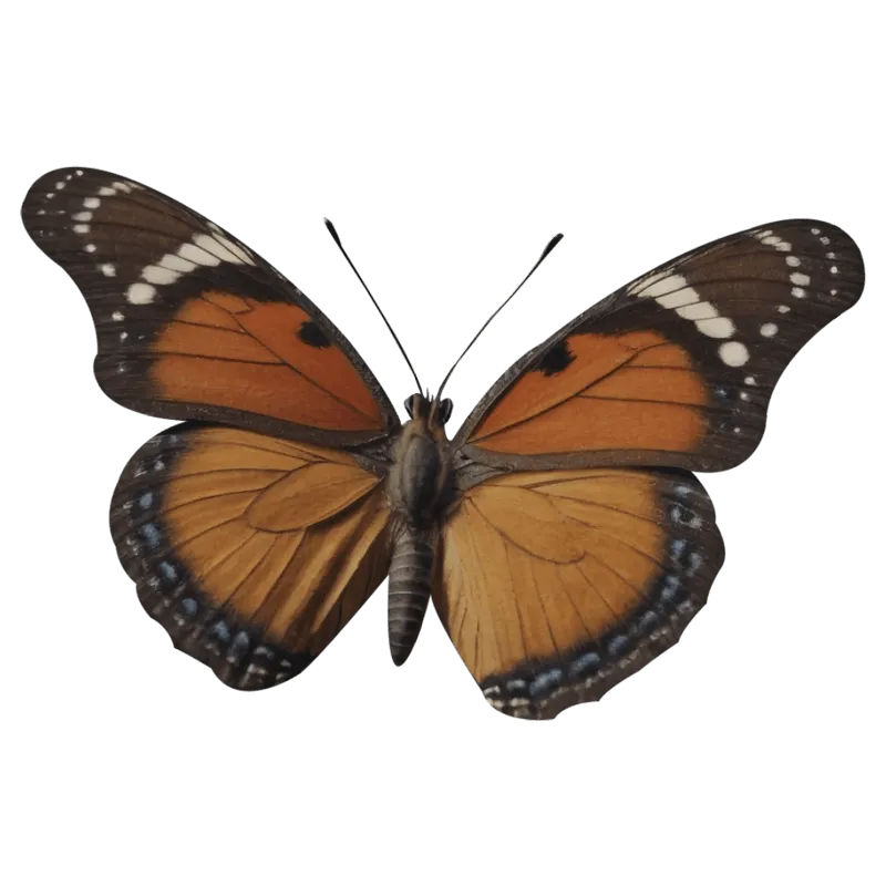 butterfly png, butterfly png