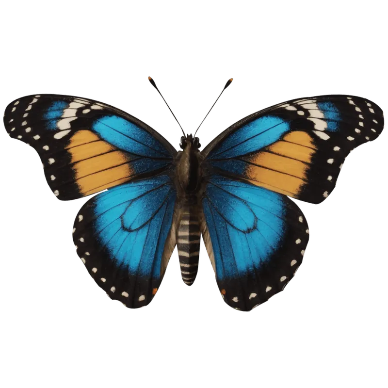 butterfly png, butterfly png