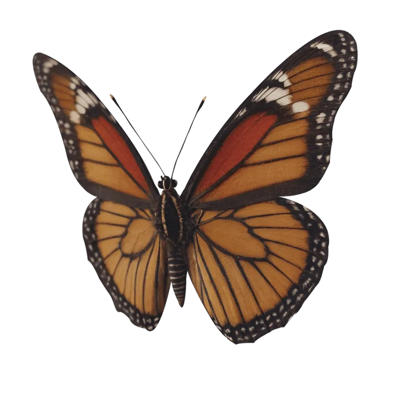 butterfly png, butterfly png