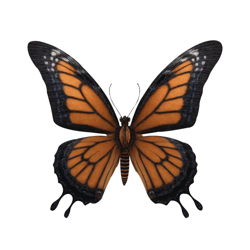 butterfly png, butterfly png