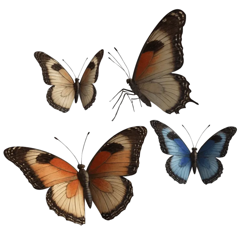 butterfly png, butterfly png