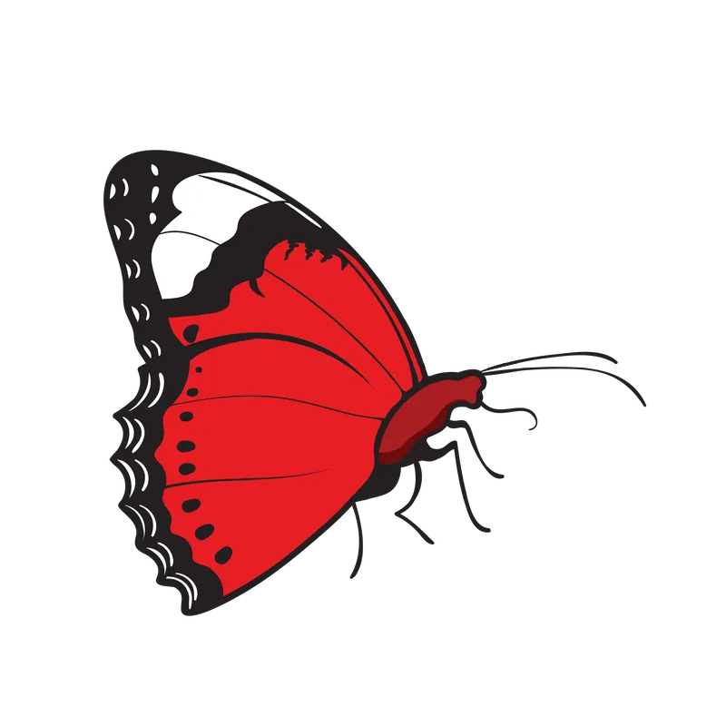 butterfly png, butterfly png
