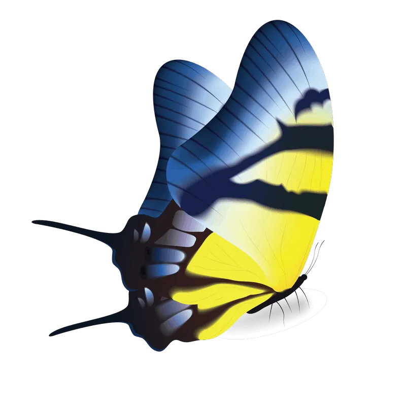 butterfly png, butterfly png