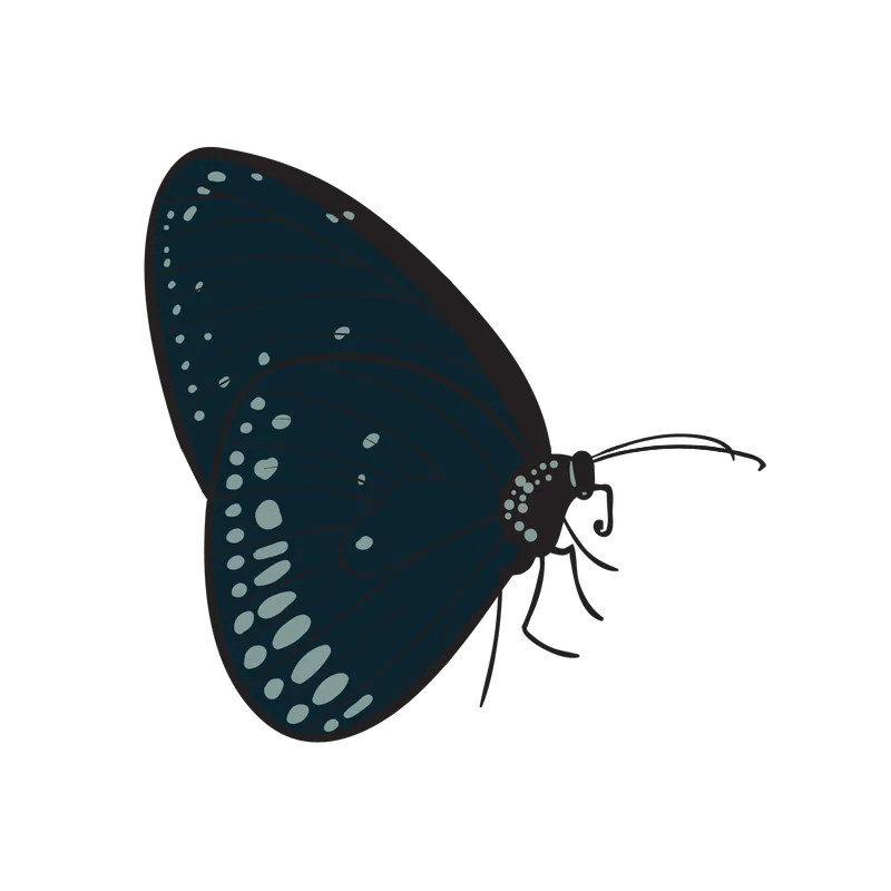 butterfly png, butterfly png