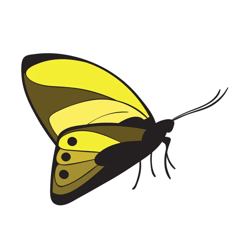 butterfly png, butterfly png