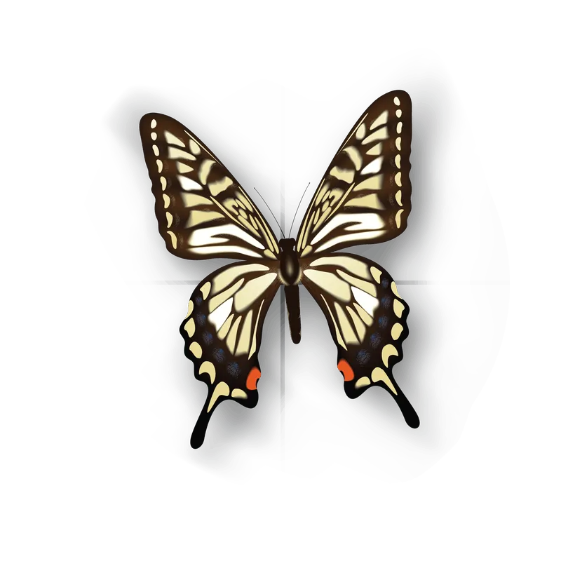 butterfly png, butterfly png
