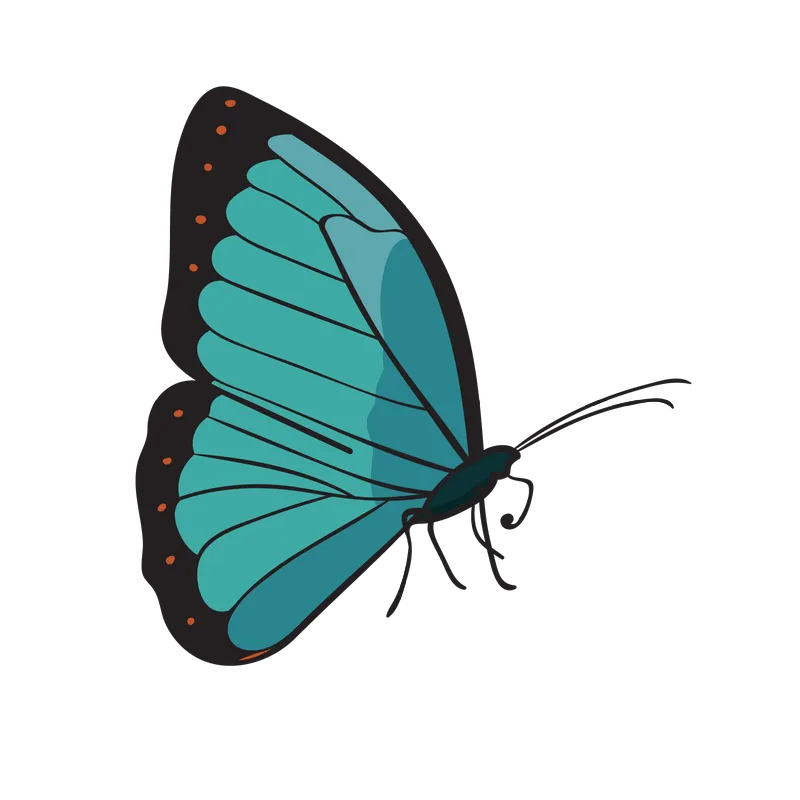 butterfly png, butterfly png