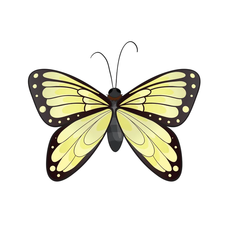 butterfly png, butterfly png