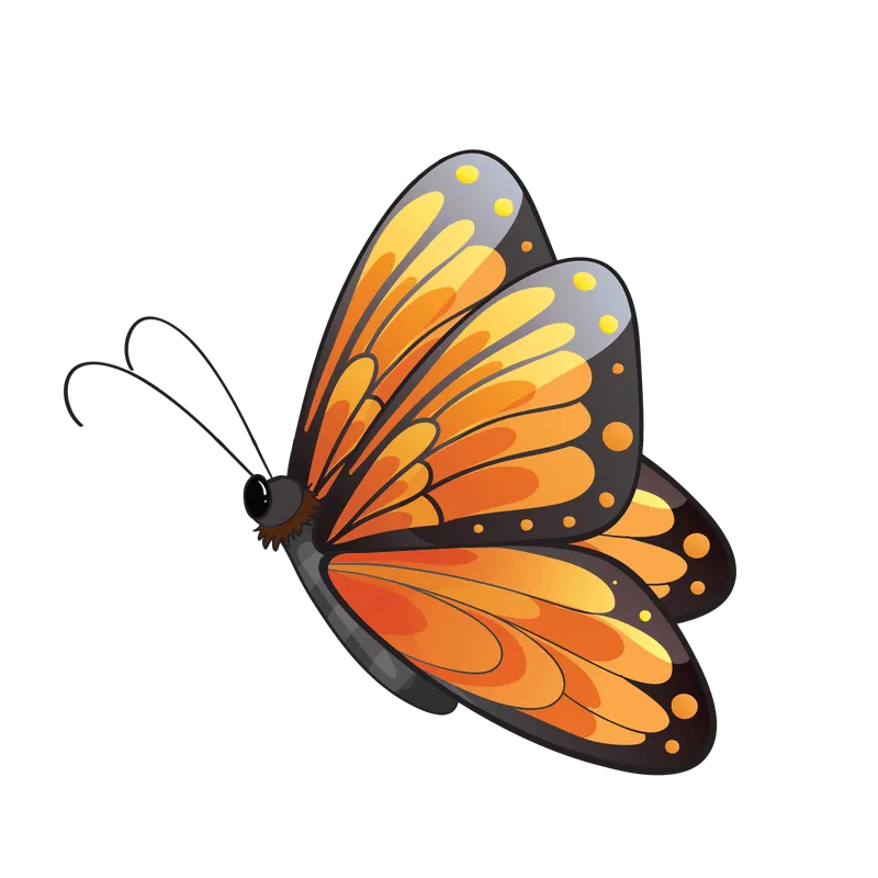 butterfly png, butterfly png